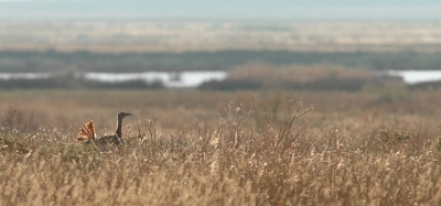 Deze grote trap die duidelijk aan een ruibeurt toe is scharrelde door zijn lievelingslandschap; hoog gras. Op de achtergrond n van de zoutmeertjes van de steppes van Villafafila