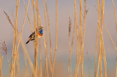 Deze het fraaie ochtendlicht kreeg ik de kans om deze zingende Blauwborst vast te leggen.

Meer opnames van de Blauwborst zijn in mijn nieuwe [url=http://rvdaalen.blogspot.com/2012/04/de-blauwborst-bluethroat-luscinia.html]blog[/url] te zien