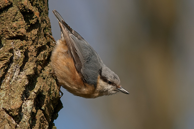 Tijdens het uitlaten van ons hondje kwam ik enkele boomklevers tegen. Op 200mm uit de hand genomen.