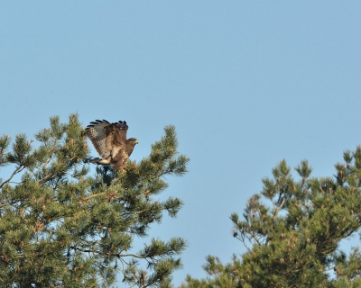 de buizerd kwam op zijn gemakkie aanzweven lande schrok van mijn aanwezigheid en peerde hem
gelukkig kon ik zijn landing mooi vastleggen