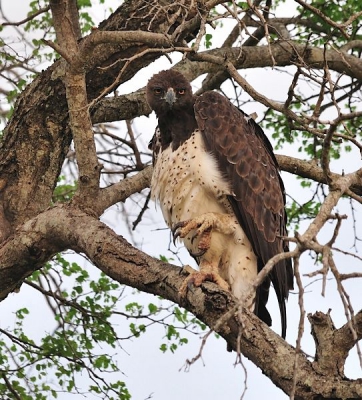Een mooie en imposante arend, redelijk regelmatig te bewonderen in Kruger. De klauwen van deze arend mogen er zijn!
