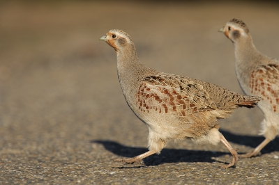 Ik had deze 2 "verstopte" patrijzen gezien en ben uit de auto gegaan om een laag standpunt in te nemen.

Na verloop van tijd kwamen ze weer  tevoorschijn en staken gewoon lekker rustig de weg over en gingen lekker door met foerageren.