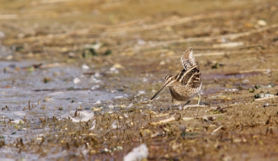 Deze Watersnip kwam ik bij Wissekerke in Zeeland tegen. Z'n staart is mooi te zien door z'n dreighouding. Een Witte Kwikstaart zat namelijk in de weg.