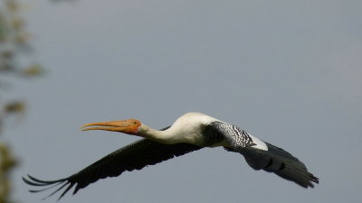 In het natuurpark cq vogelpark Keoladeo bij de plaats Bharatpur is het een waar paradijs voor vogels. Deze Indische Nimmerzat heb ik eens eerder op BP gezet maar verwijderd omdat deze niet goed bewerkt was. De vleugeltop stond er niet op. Uit de hand genomen.