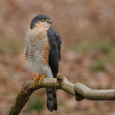 Na de winterperiode verscheen deze Sperwer als eerste roofvogel voor de lens. Altijd weer een prachtig moment.
Helaas was het druilerig weer.