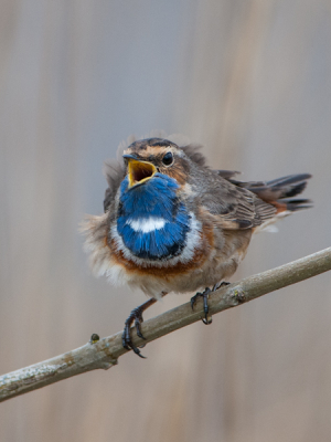 Een schot in de roos! Zo heb ik nog nooit een blauwborst gezien in mijn 30 vogeljaren. 
Vanuit de auto gemaakt. Een collega-fotograaf, ook in een T4-bus, trok mijn aandacht. Met dank!