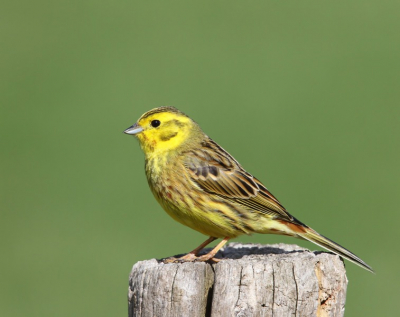 Deze geelgors bleef even zitten, zodat ik in staat was er een paar foto's van  te maken. Foto gemaakt met Canon7D en 400mm lens icm 1.4 converter.