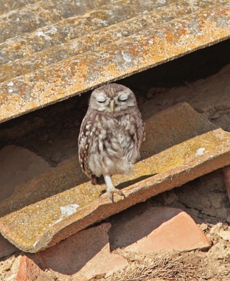 Wat hebben ze toch een hoog knuffelgehalte als ze hun oogjes sluiten! Ook deze foto is genomen in het spookdorpje op de steppe van Villafafila, ze zijn er net zo talrijk als merels hier.