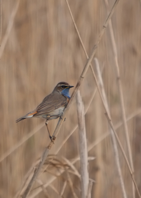 Nog even meedoen aan de hype, maar ja is ook wel een beetje logisch zo aan het begin van de lente.
Dus hier een Blauwborst in het riet