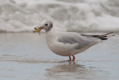 In de zomervakantie kwam ik op het strand van Normandi diverse kokmeeuwen tegen. Een tijdje heb ik ze in de gaten gehouden. Op een gegeven moment had deze een krab te pakken. Uit de hand genomen.