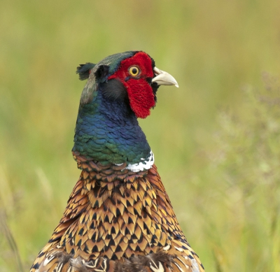 Eindelijk valt er de regen die de natuur echt nodig had, mooi weer om maar eens weer wat mappen door te spitten naar wat leuke foto's voor de website en birdpix. Deze fazant kon ik van dichtbij fotograferen voor een portretje.