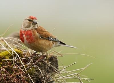 Ging weg voor de blauwborst en kwam thuis met deze roodborst. helemaal niet erg vond ik dat.