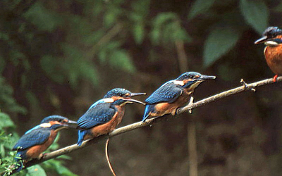 ooit in de gelegenheid geweest om ijsvogels te volgen,ik was er ook bij dat ze uitvlogen,het weer was heel slecht maar ben wel trots op de foto,had ook geen camera om iso op te waarderen,hoop dat hij door de selectie heen komt want het is toch uniek!