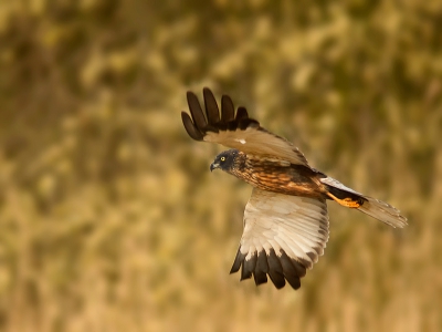 In de ochtend van 4.April was ik onderweg in Zeeland toen ik deze mooi Vogel kon vastleggen