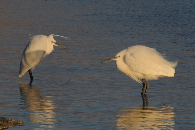 In het laatste daglicht stonden deze reigers, gebukt onder een vrij krachtige noordenwind, in een zoutpan ten noorden van Eilat.