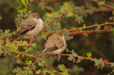 Ook in Israel zijn zogenaamde exoten te vinden, waaronder het Loodbekje, die aldaar sinds 1988 te boek staat als broedvogel.