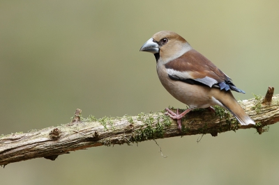 Hierbij mijn eerste appelvink wat een gave vogel, ik wist niet dat deze prachtige vogel zo groot was, maar ben er erg blij en heb deze als mijn mooiste kunnen kiezen it een hele serie opnamen.
