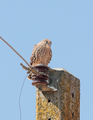 De Kleine Torenvalk is zeker de stersoort van het spookdorp Otero, de voruwtjes en de juvenielen zijn een stuk makkelijker voor de lens te krijgen dan de mooie mannetjes.