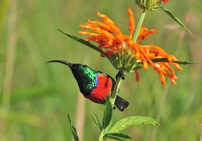 In de morgenzon vlogen enkele sunbirds heen en weer tussen de bloemen. Gewoon een stoel erbij gezet en afwachten tot er een bij de juiste bloem wilde zijn.