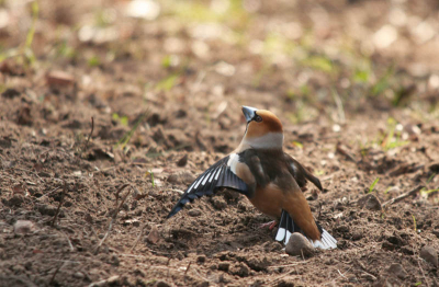 Toen ik bij een drinkplaats voor wild zat om vogels te fotograferen kwam deze Appelvink drinken. Even daarna kwam er nog een in de buurt, een vrouwtje. De Appelvink die zat te drinken vloog er meteen naartoe. Het gedrag dat hij vertoonde is mij niet helemaal duidelijk, was het baltsgedrag of agressief gedrag. Misschien kan iemand mij dat vertellen.