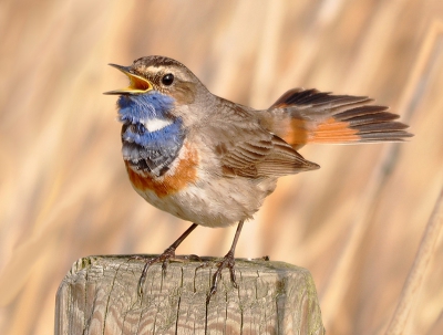 op weg naar de kijkhut deze blauwborst gespot
foto genomen vanaf statief het was toen nog zonnig weer gr jans