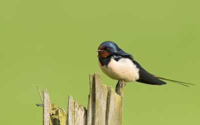 weer voor de blauwborst weg (is gelukt overigens) en altijd even langs een plek waar de zwaluwen eerdere jaren vaak zaten. Al een paar weken eerder zien vliegen maar deze zat heerlijk op een paaltje.
Hebbes