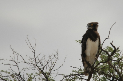 De Kalahari is een waar roofvogel paradijs