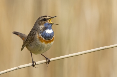 Daar was ie dan. 2 dagen achter elkaar mocht ik um bewonderen en fotograferen. Soms vloog hijn weg en soms kwam hij weer binnen de focus.  De grootste manco was het moment dat hij vrij kwam te zitten zoals hier gelukkig.