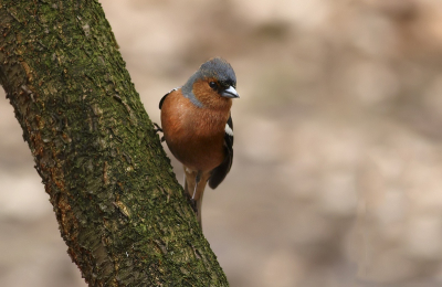 Normaal zie ik ze of hoog ins de bomen of op de gronds.
deze ging gelukkig op een tak zitten .
het weer was bewolkt .