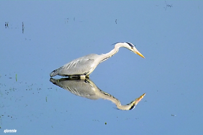 Deze reiger zoekt naar eten.Het was een prachtige
dag in de uiterwaarden langs de ijsel bij de gemeente Wilp9Gelderland)