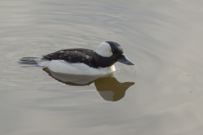 Rondom Lisse deden we de bloembollen routte. Ergens kwamen we deze fraaie vrij zwemmende buffelkopeend tegen op openbaar water. Tja..dan neem je deze buitenkans uiteraard ook mee.