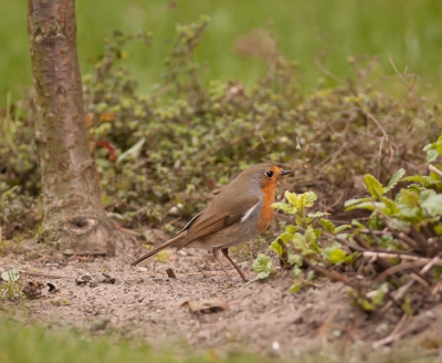 ben steeds aan het oefenen thuis om deze roodborst mooi erop te krijgen. vind zn licht grijs/witte schouder plekje wel leuk..zie je niet veel volgens mij...