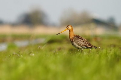 Deze grutto gefotografeerd bij de Geerweg.

Ik vind het wel leuk dat je hier ook nog iets van de landelijke omgeving kunt zien. Je ziet vaag een slootje, een boerderij en wat bomen.