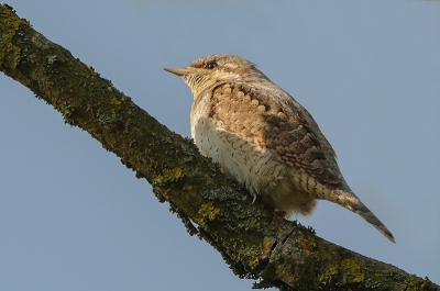 Hele groepen vogelaars waren er naar op zoek, ik kom de vogel nietsvermoedend tegen. Soms heb je gewoon geluk!