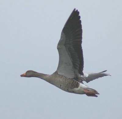 Deze Grauwe gans vloog over me heen. Moest er gauw een foto van maken. Erg moeilijk, want het gaat zo snel. En weg was ie weer.
Maar goed ik vind het een mooie vogel

Groetjes Agnes