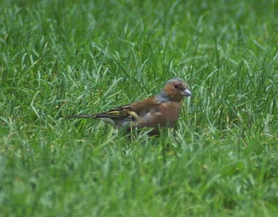 Tijdens ons ontbijt aan de picknicktafel zag ik een Vink op het grasveldje scharrelen.
Ik heb heel stiekem de fotocamera gepakt en een foto kunnen maken.
Grappig dat hij zo'n beetje rond huppelde.
Hij vond het wel gezellig op de camping.
Eten zat overal.