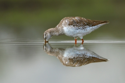 Op vrijdag de 13de kreeg ik een geweldige kans om een Zwarte Ruiter in winterkleed vast te leggen. Voor mij was het de eerste keer dat ik deze Steltloper voor mijn lens kreeg.