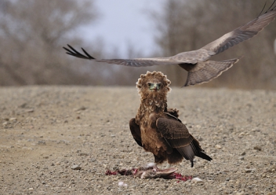 Deze jonge bateleur verdedigde zijn prooi, een dood konijn op de weg, tegen de yellow billed kite en later een aantal gieren .