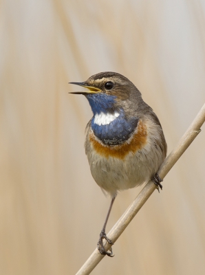 kwetterend tegen het lichte riet aan wat mooi vervaagd en zorgt voor een voor mij prettige achtergrond kon ik deze blauwborsdt vastleggen