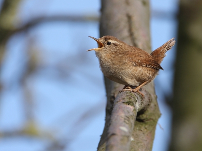 Koning winter is vertrokken maar Winterkoning is gebleven. In niet al te strenge winters kan de zang van deze standvogel ook dan wel worden gehoord maar gaat het eenmaal richting voorjaar dan is er geen houden meer aan. Het blijft verbazingwekkend hoe zo'n klein vogeltje zo 'n  spetterend en ver dragend geluid kan voortbrengen.