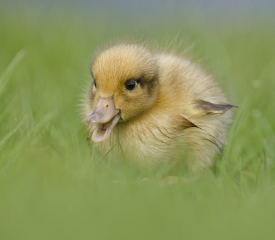 Deze kleine kwam door het gras naar me toe gewaggeld nieuwsgierig als hij was. Op een gegeven moment kwam hij naast me zitten en bleef me maar aankijken. Wat een prachtig beestje!