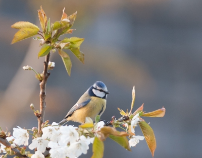 Pimpel in de kersenbloesem. Vanmiddag weer wat ''geoefend''met mn camera en lens..genomen vanuit mn tuinhuisje...ben benieuwd naar jullie meningen,wat kan beter?