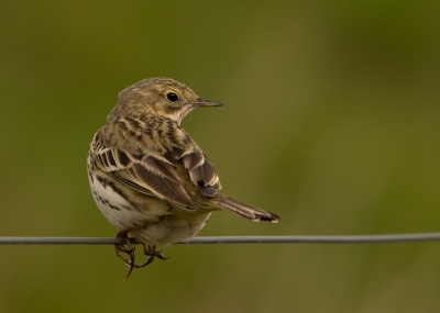 Was bezig met een graspieper te fotograferen en zag vanuit m'n ooghoek zo ineens aan de andere kant ook een graspieper komen zitten op redelijke afstand.