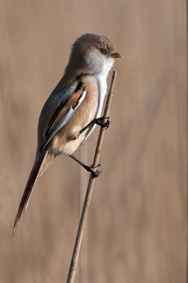 Foto gemaakt in het Lauwersmeer nabij de vogelkijkhut Jaap Deensgat. Een behoorlijke serie van zowel het mannetje als het vrouwtje kunnen maken.