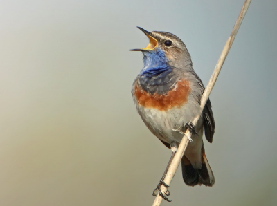 Afgelopen zaterdag was het mooi weer met weinig wind,dus ideaal weer om deze blauwborst te kunnen fotograferen.