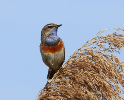 Deze blauwborst zocht in de rietpluim iets van zijn gading en liet zich daarbij mooi zien. Foto gemaakt met Canon7D en 400mm lens.
