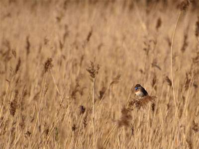 Veel zie je de blauwborst groot afgedrukt maar het is echt wel een klein vogeltje in zo'n groot rietveld. Na meerdere keren zonder succes het natuurgebied bezocht te hebben was dit de eerste keer dat ik deze kleine vogel goed voor de lens kreeg.