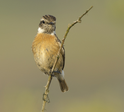 Afgelopen vrijdagavond maar eens rustig gaan zitten naast een wandelpad waar zich veel vogels ophouden die daar fourageren, deze roodborsttapuit kwam mooi voor me zitten, kon nog net profiteren van de zon die tussen de wolken door scheen, niet veel later was het dicht bewolkt en een stuk frisser. Direct merk je dan dat de vogels een stuk minder actief zijn.