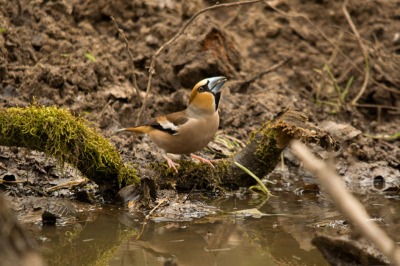 De Appelvink is een spaarzame, maar graag geziene gast bij de vogelpoel.
Mijn dag kon dus ook niet meer kapot toen hij mij met een bezoekje kwam vereren.
Helaas was het licht op dat moment wat aan de harde kant.