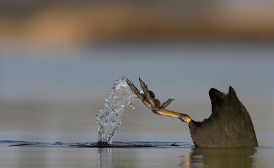 Lekker langs het water, statief op de laagste stand en dan maar wachten of er iets moois of leuks te fotograferen valt,
deze meerkoet was druk bezig met het zoeken van voedsel en nam regelmatig een duikje.